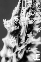 Xeno Crab
Canon 7D Nauticam
Big Blue VL5800
Canon 60mm... by James Emery 